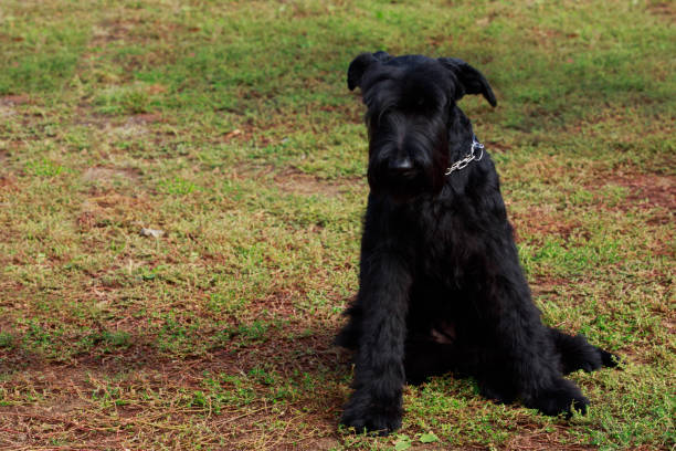 istock dog breed Giant Schnauzer 1143191052
