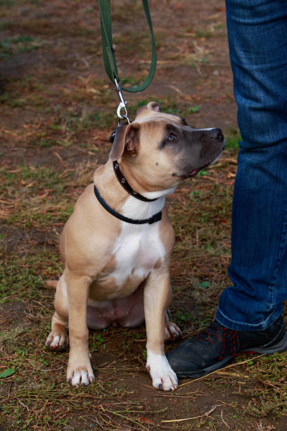 istock American Staffordshire Terrier 1143191107