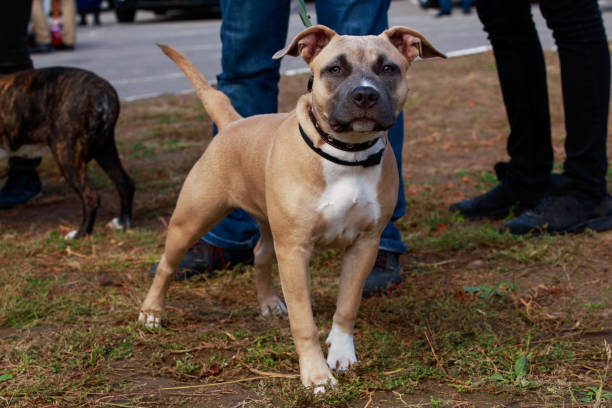 istock American Staffordshire Terrier 1143191123