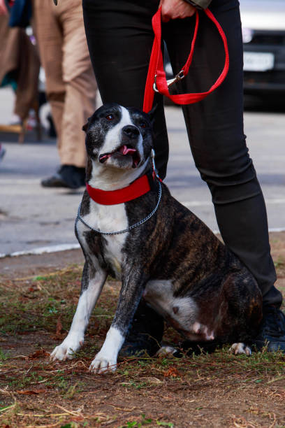 istock American Staffordshire Terrier 1143191168