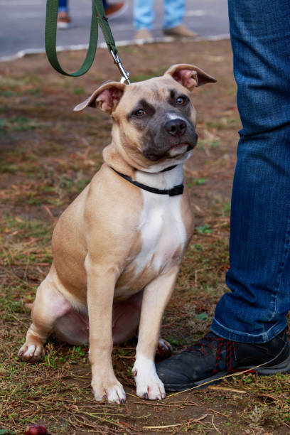 istock American Staffordshire Terrier 1143191224