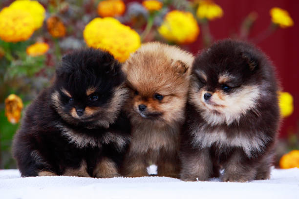 istock the dog breed pomeranian spitz 1143191281