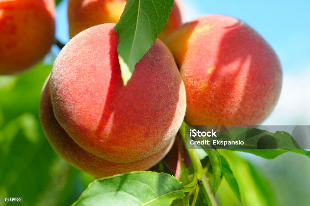 Peaches en pleine maturité du soleil - Photo de Pêche - Fruit libre de droits