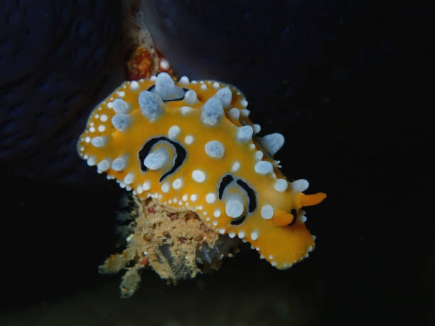 istock Closeup with mating nudibranch Phyllidia ocellata during leisure dive in Sabah, Borneo. 1143192473