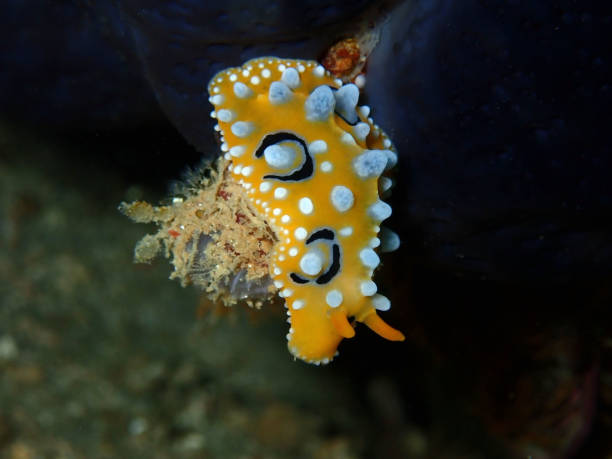 istock Closeup with mating nudibranch Phyllidia ocellata during leisure dive in Sabah, Borneo. 1143192475