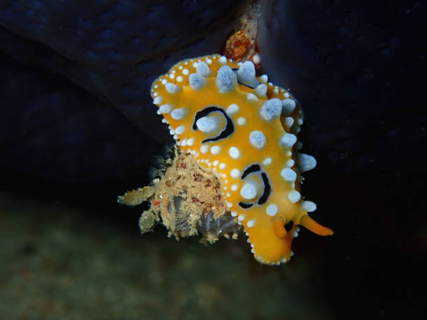 istock Closeup with mating nudibranch Phyllidia ocellata during leisure dive in Sabah, Borneo. 1143192477