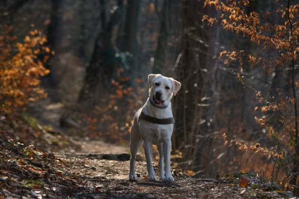 istock Labrador retriever dog in the forest 1143193035