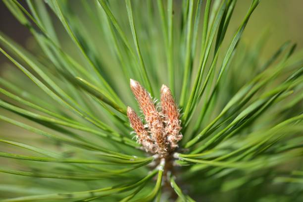 istock Pine buds. Pine branch with fresh buds in the spring. 1143193071