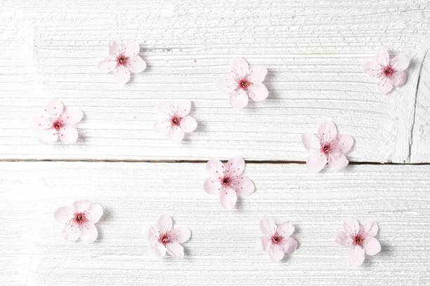 istock Sakura branches with flowers on white wooden background 1143193083