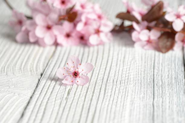 Sakura branches with flowers on white wooden background