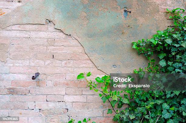 Klettern Grünen Ivy Auf Alten Mauer Stockfoto und mehr Bilder von Mauer - Mauer, Wand, Rankenpflanze