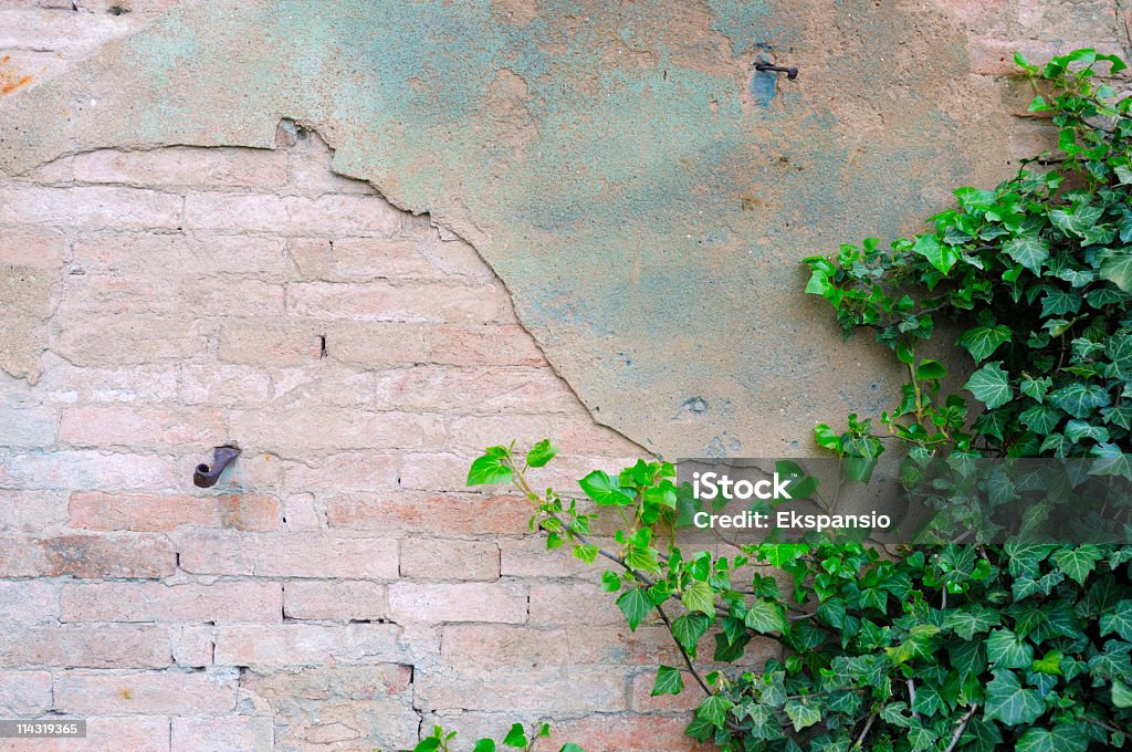 Escalada Verdes en Old Wall - Foto de stock de Pared de contorno libre de derechos