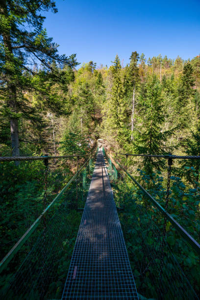 istock foot bridge over forest river in summer 1143194417