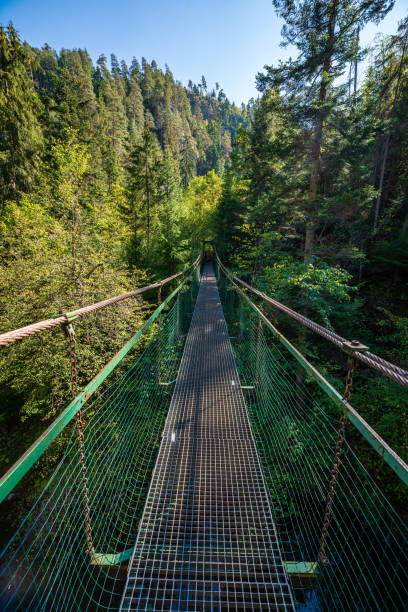 istock foot bridge over forest river in summer 1143194428