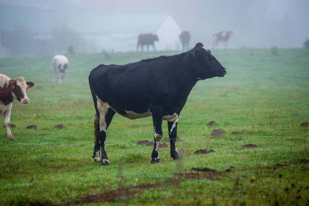 istock domestic cow in green pasture 1143194457