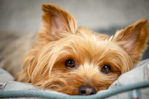 A yorkie puppy posing for a picture indoor
