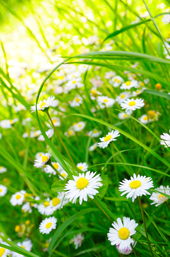 Close-up of daisies growing in a grassy meadow