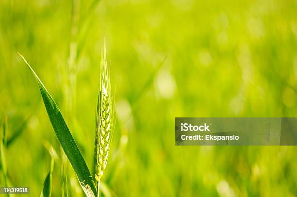 Soleggiato Verde Di Grano - Fotografie stock e altre immagini di Agricoltura - Agricoltura, Alimento di base, Cereale