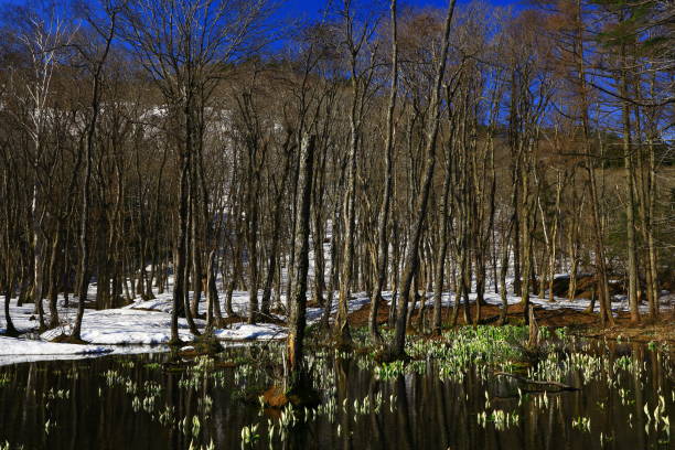 istock Iwate Prefecture Minamata blooming in the forest 1143195224