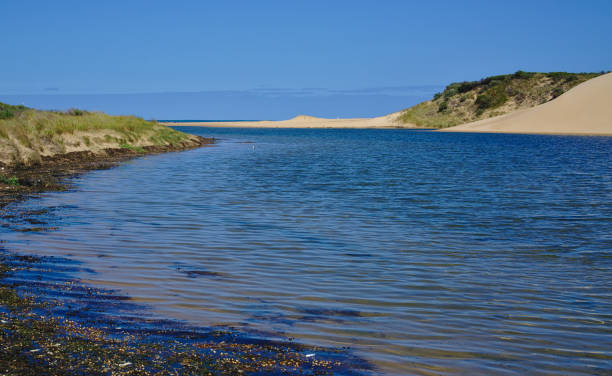 istock Estuary and dunes with wild plants 1143195642