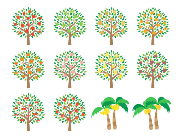 ilustraciones, imágenes clip art, dibujos animados e iconos de stock de árbol frutal - árboles frutales