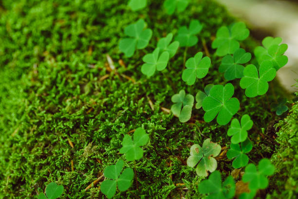 istock clover close up. st patricks day. copy space 1143197593