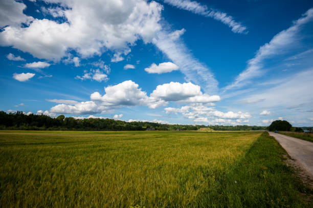 fresh green meadow fieldswith grass pattern in wet summer under blue sky