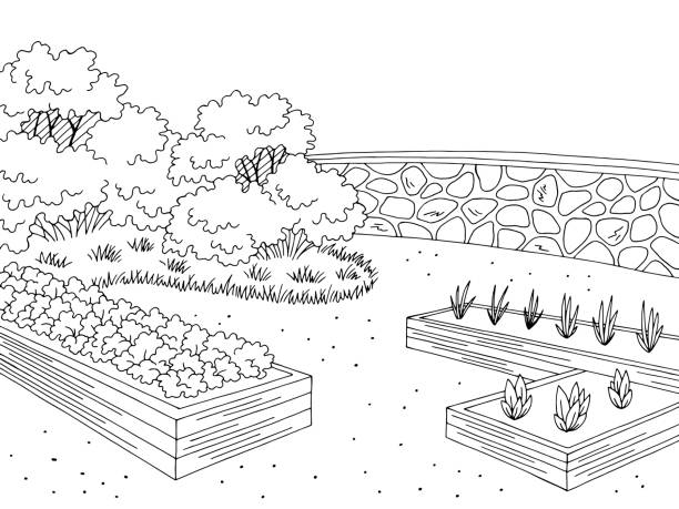 ilustrações, clipart, desenhos animados e ícones de ilustração branca preta do esboço da paisagem do jardim do mercado - farm vegetable black landscape