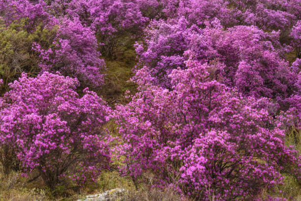 istock rhododendron mountain spring sakura siberian 1143197955