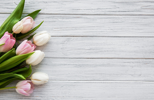 Pink spring tulips on a white wooden background