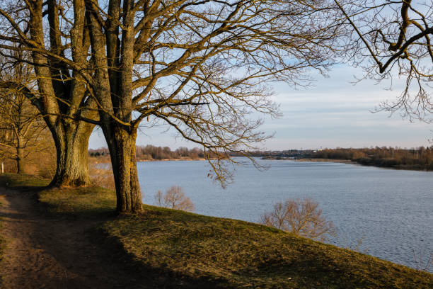 istock large naked tree trunks in spring park 1143200017