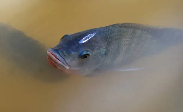 Photo of Tilapia fish swimming on surface in the water river live in natural for oxygen