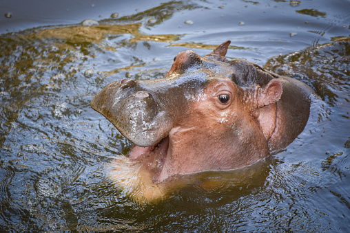 Hippopotamus African / Hippo with open in the water