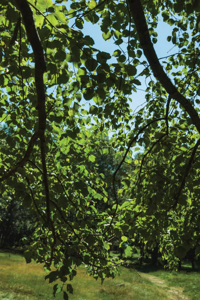 istock Branches full of green leaves on a forest in a sunny day 1143200541