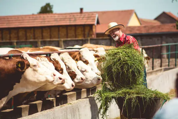Photo of Farmer feeding cows
