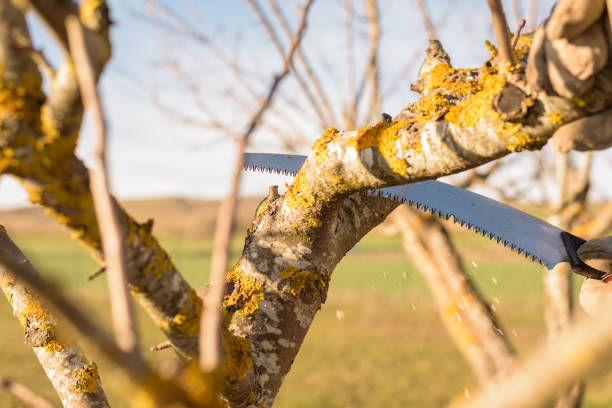 istock Gardener pruning fruit tree branch in the orchard 1143202358