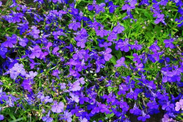 istock flowers Lobelia (Lobelia) 1143202403
