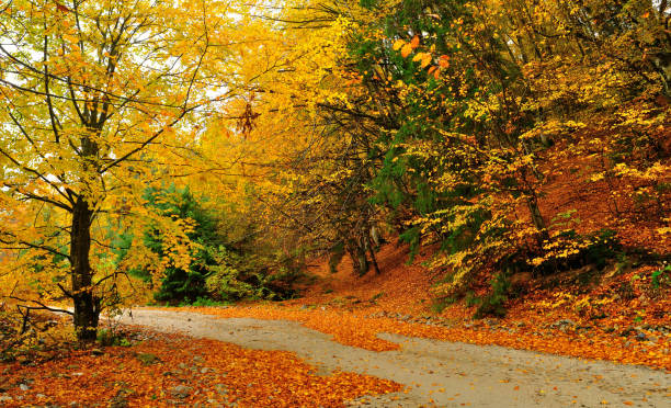 istock Autumn landscape with road and yellow tree, panoramic image. 1143203997