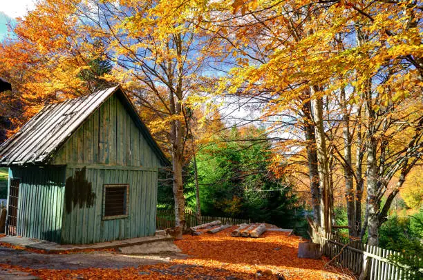 Photo of Autumn landscape, house and tree logs