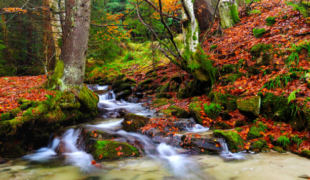 istock Autumn landscape, mountain river and trees 1143204080
