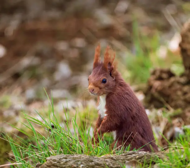 Scene with red squirrel in the forest at sunrise.