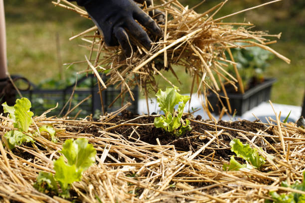 jardineiro que planta seedlings em camas recentemente ploughed do jardim e em mulch de espalhamento da palha. - palha - fotografias e filmes do acervo