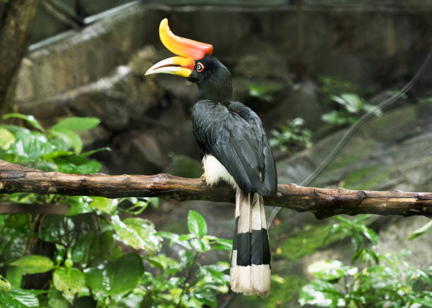 istock Rhinoceros Hornbill perched on a branch of tree 1143205892