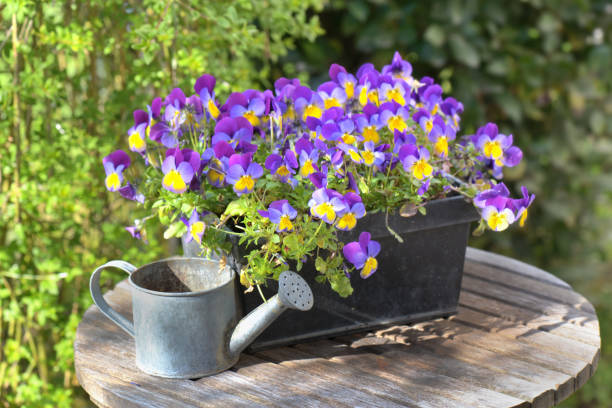 istock close on purple viola in a flowerpot on a garden table 1143207406