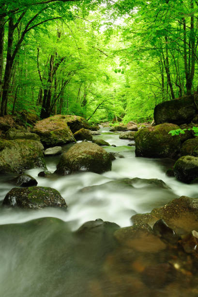 istock Mountain river flowing fast in a cloudy morning. 1143208502