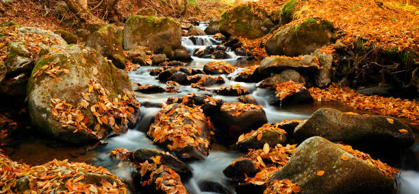 istock River with leaves in Autumn colors 1143208531