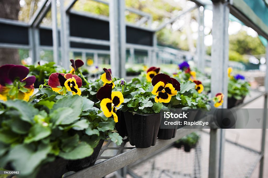 Pansy mudas no jardim center - Foto de stock de Viveiro de Plantas royalty-free