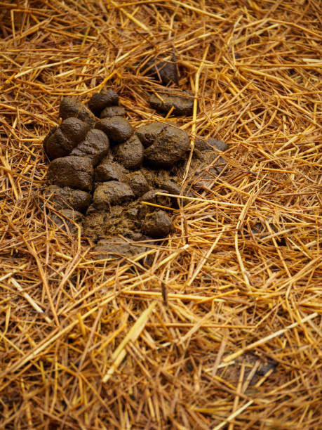 干し草の上の馬の糞便の山, 垂直, ロッブリー, タイ - horse dung ストックフォトと画像