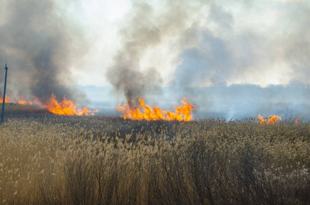 istock Strong fire and smoke, grass and reeds in flames.Black smoke. 1143211589