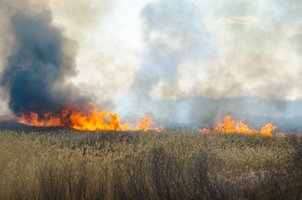 istock Strong fire and smoke, grass and reeds in flames.Black smoke. 1143211595